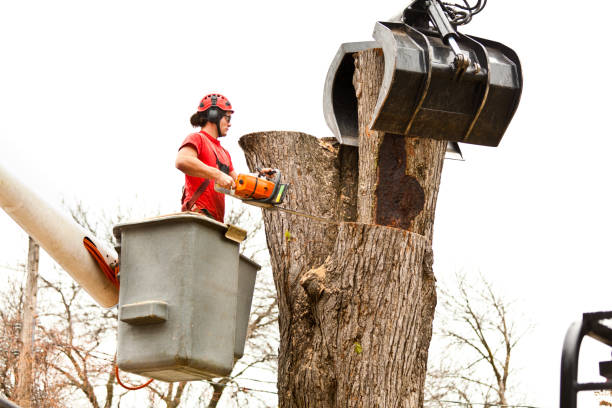 How Our Tree Care Process Works  in  Seward, NE